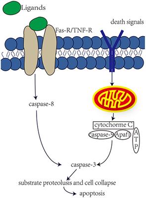 Frontiers Mechanism And Prevention Of Ototoxicity Induced By   692762 Thumb 400 